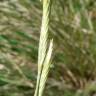 Fotografia 5 da espécie Brachypodium phoenicoides do Jardim Botânico UTAD