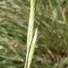 Fotografia 5 da espécie Brachypodium phoenicoides do Jardim Botânico UTAD
