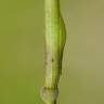 Fotografia 6 da espécie Brachypodium sylvaticum do Jardim Botânico UTAD