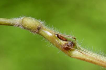 Fotografia da espécie Brachypodium sylvaticum