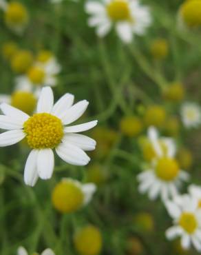 Fotografia 10 da espécie Anthemis cotula no Jardim Botânico UTAD