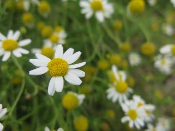 Fotografia da espécie Anthemis cotula