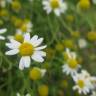 Fotografia 10 da espécie Anthemis cotula do Jardim Botânico UTAD