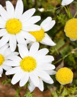 Fotografia 11 da espécie Anthemis cotula no Jardim Botânico UTAD