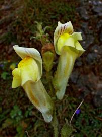 Fotografia da espécie Antirrhinum braun-blanquetii