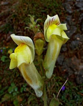 Fotografia 2 da espécie Antirrhinum braun-blanquetii no Jardim Botânico UTAD