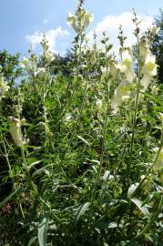 Fotografia da espécie Antirrhinum braun-blanquetii