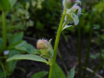 Fotografia da espécie Antirrhinum braun-blanquetii