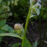 Fotografia 4 da espécie Antirrhinum braun-blanquetii do Jardim Botânico UTAD