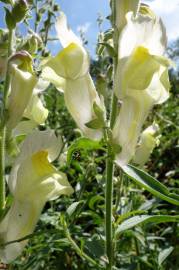 Fotografia da espécie Antirrhinum braun-blanquetii