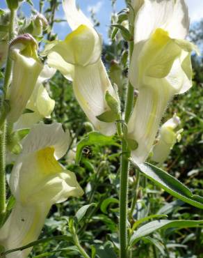 Fotografia 5 da espécie Antirrhinum braun-blanquetii no Jardim Botânico UTAD