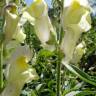 Fotografia 5 da espécie Antirrhinum braun-blanquetii do Jardim Botânico UTAD