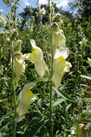 Fotografia da espécie Antirrhinum braun-blanquetii