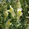 Fotografia 6 da espécie Antirrhinum braun-blanquetii do Jardim Botânico UTAD