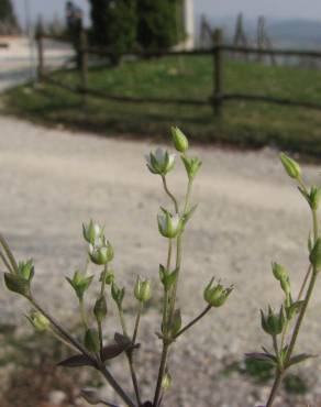 Fotografia 2 da espécie Arenaria serpyllifolia subesp. leptoclados no Jardim Botânico UTAD