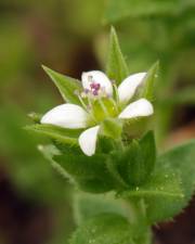 Fotografia da espécie Arenaria serpyllifolia