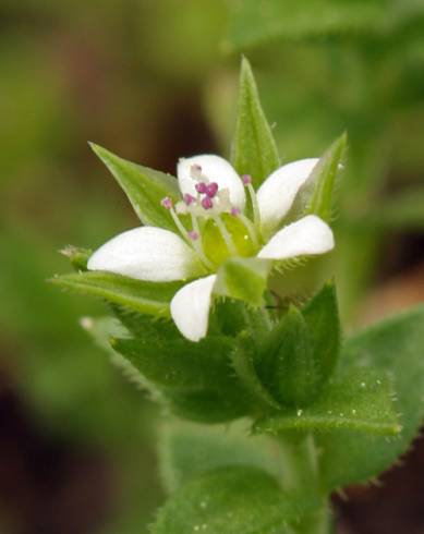 Fotografia de capa Arenaria serpyllifolia subesp. serpyllifolia - do Jardim Botânico