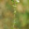 Fotografia 3 da espécie Arenaria serpyllifolia subesp. leptoclados do Jardim Botânico UTAD