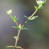 Fotografia 4 da espécie Arenaria serpyllifolia subesp. leptoclados do Jardim Botânico UTAD