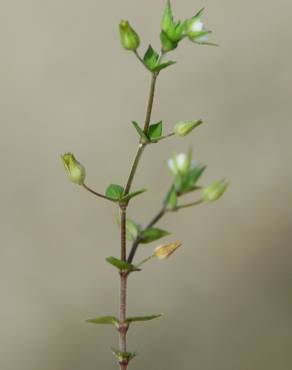 Fotografia 5 da espécie Arenaria serpyllifolia subesp. leptoclados no Jardim Botânico UTAD