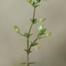 Fotografia 5 da espécie Arenaria serpyllifolia subesp. leptoclados do Jardim Botânico UTAD
