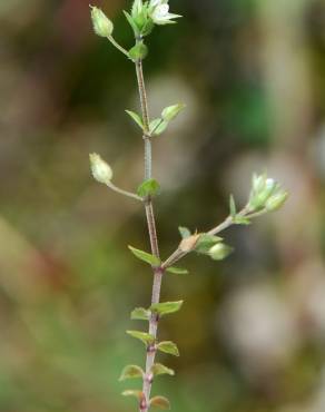 Fotografia 6 da espécie Arenaria serpyllifolia subesp. leptoclados no Jardim Botânico UTAD