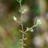 Fotografia 6 da espécie Arenaria serpyllifolia subesp. leptoclados do Jardim Botânico UTAD