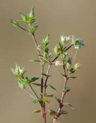 Arenaria serpyllifolia subesp. leptoclados