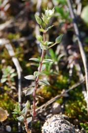 Fotografia da espécie Arenaria serpyllifolia subesp. leptoclados