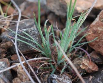 Fotografia da espécie Armeria eriophylla