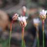 Fotografia 3 da espécie Armeria eriophylla do Jardim Botânico UTAD