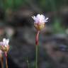 Fotografia 5 da espécie Armeria eriophylla do Jardim Botânico UTAD