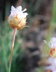 Armeria eriophylla