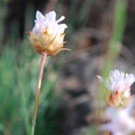 Fotografia da espécie Armeria eriophylla