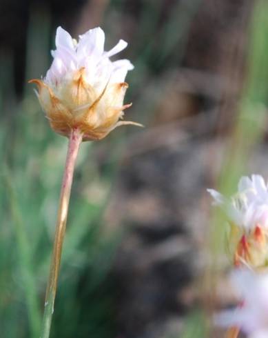 Fotografia de capa Armeria eriophylla - do Jardim Botânico