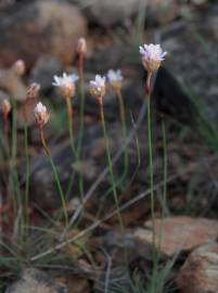 Fotografia da espécie Armeria eriophylla