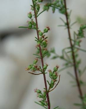 Fotografia 2 da espécie Artemisia campestris subesp. glutinosa no Jardim Botânico UTAD