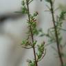 Fotografia 2 da espécie Artemisia campestris subesp. glutinosa do Jardim Botânico UTAD
