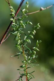 Fotografia da espécie Artemisia campestris subesp. glutinosa