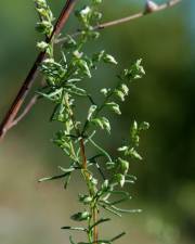Fotografia da espécie Artemisia campestris