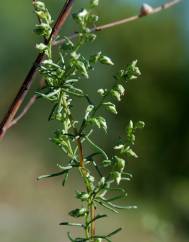 Artemisia campestris subesp. glutinosa