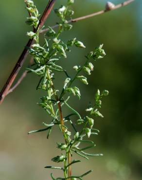 Fotografia 1 da espécie Artemisia campestris subesp. glutinosa no Jardim Botânico UTAD