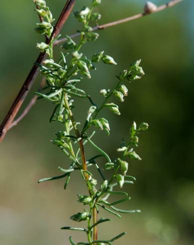 Fotografia de capa Artemisia campestris subesp. glutinosa - do Jardim Botânico