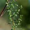 Fotografia 1 da espécie Artemisia campestris subesp. glutinosa do Jardim Botânico UTAD