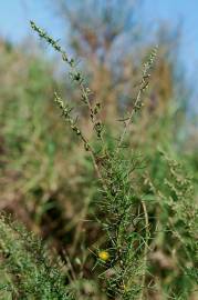 Fotografia da espécie Artemisia campestris subesp. glutinosa