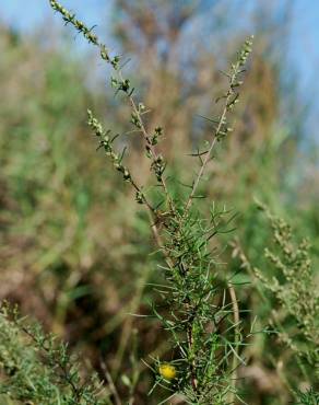 Fotografia 3 da espécie Artemisia campestris subesp. glutinosa no Jardim Botânico UTAD