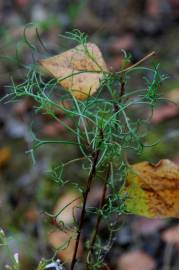 Fotografia da espécie Artemisia campestris subesp. glutinosa