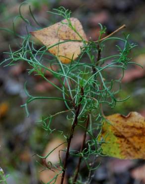Fotografia 4 da espécie Artemisia campestris subesp. glutinosa no Jardim Botânico UTAD