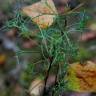 Fotografia 4 da espécie Artemisia campestris subesp. glutinosa do Jardim Botânico UTAD