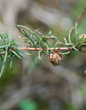 Fotografia 5 da espécie Artemisia campestris subesp. glutinosa no Jardim Botânico UTAD